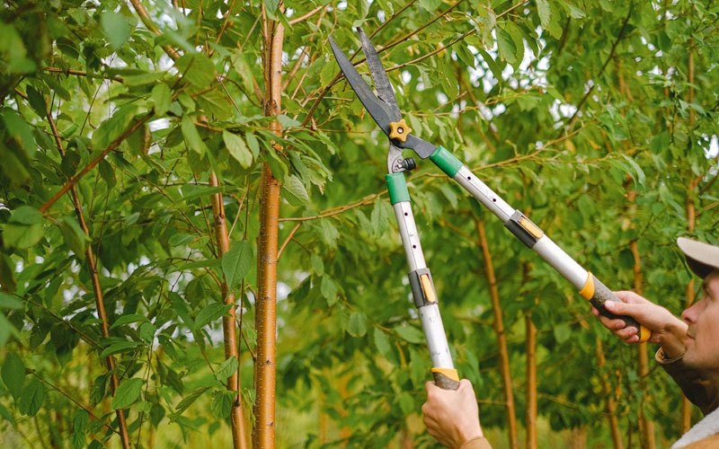 Tree trimming in Glassport, PA